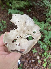 Helvella costifera
