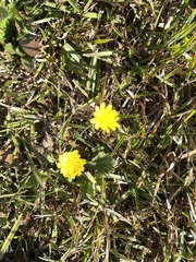 Hypochaeris radicata