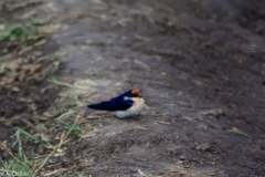 Hirundo smithii