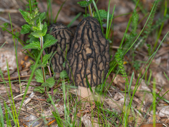 Morchellaceae