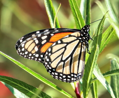 Danaus plexippus