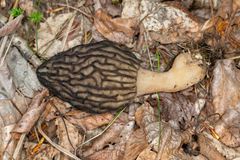 Morchellaceae