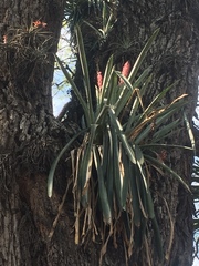 Aechmea distichantha