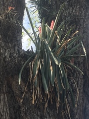 Aechmea distichantha