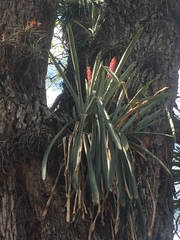 Aechmea distichantha