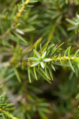 Juniperus formosana