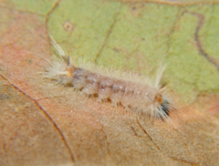 Halysidota