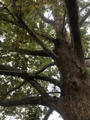 Platanus occidentalis