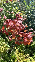 Cotinus coggygria