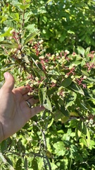 Eriophyes emarginatae