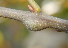 Zapatella quercusmedullae
