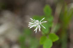 Thalictrum urbainii