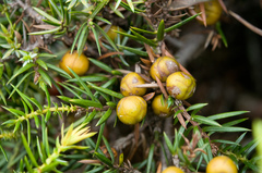 Juniperus formosana