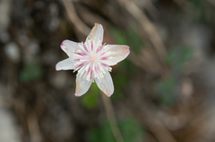 Thalictrum urbainii