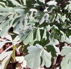 Capnoides sempervirens