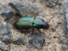 Harpalus