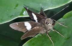 Notocrypta feisthamelii