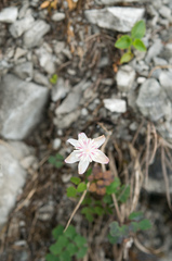 Thalictrum urbainii