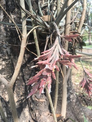 Tillandsia didisticha
