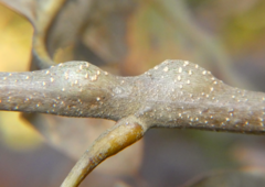Zapatella quercusmedullae