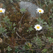 Chrysanthemum morii - Photo (c) Cheng-Tao Lin, algunos derechos reservados (CC BY), subido por Cheng-Tao Lin