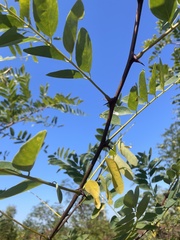 Robinia pseudoacacia