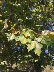 Platanus orientalis