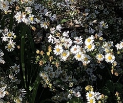 Symphyotrichum