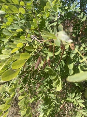 Robinia pseudoacacia