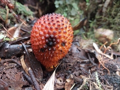 Corynaea
