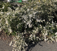 Symphyotrichum