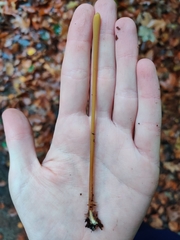 Macrotyphula fistulosa