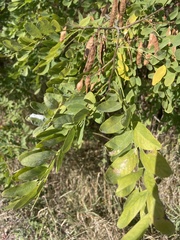 Robinia pseudoacacia