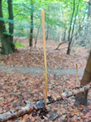 Macrotyphula fistulosa