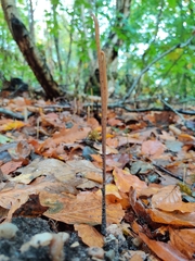 Macrotyphula fistulosa