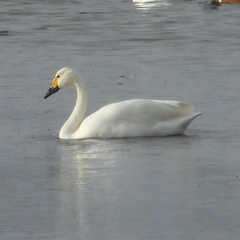 Cygnus columbianus bewickii