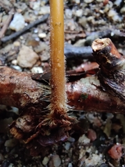 Macrotyphula fistulosa