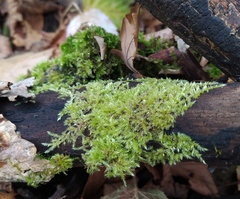 Brachythecium rutabulum