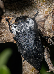 Capnodis tenebrionis
