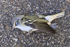 Vireo solitarius
