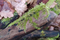 Brachythecium rutabulum