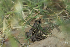 Lithobates berlandieri
