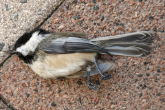 Poecile atricapillus