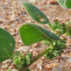 Tetragonia echinata