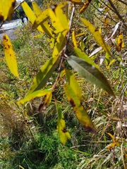Salix humilis