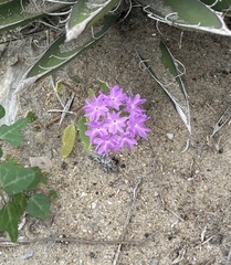 Abronia villosa