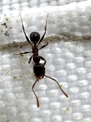 Pheidole crassicornis