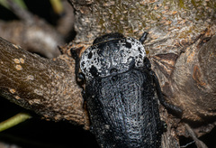 Capnodis tenebrionis