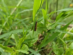 Proconiini