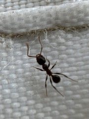 Pheidole crassicornis